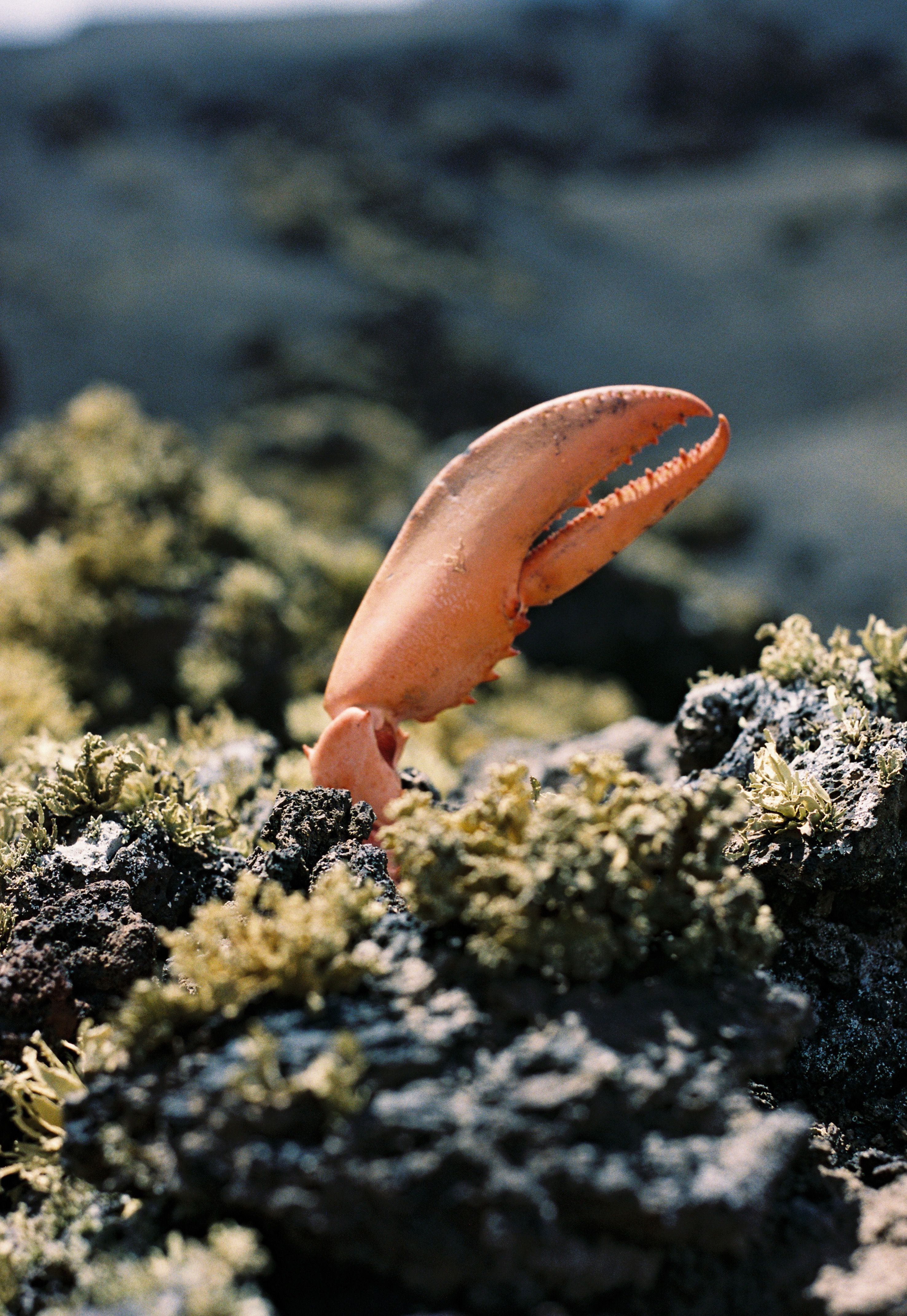 A lobster claw rising from volcanic moss in Lanzarote